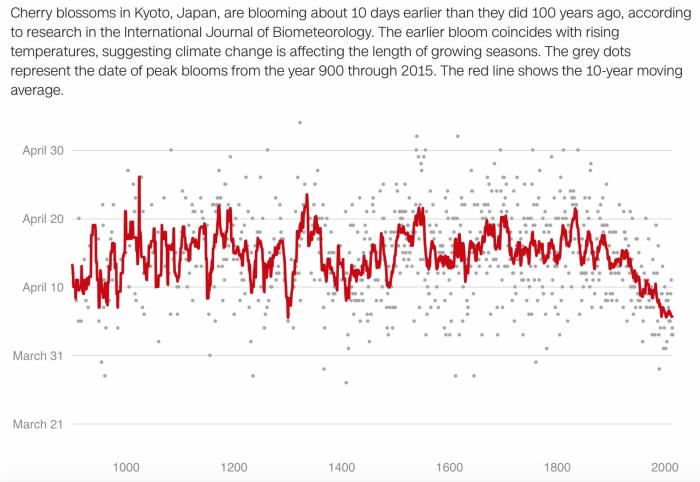 京都櫻花與古寺