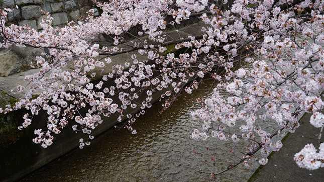 櫻花京都