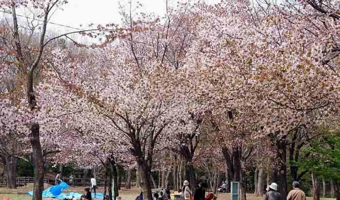 櫻花北海道